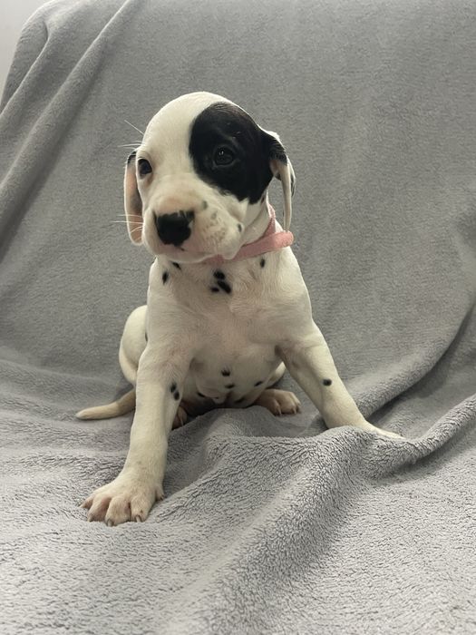 DALMATYNCZYK sliczna suczka