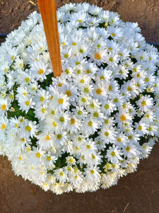 Chryzantemy drobno kwiatowe