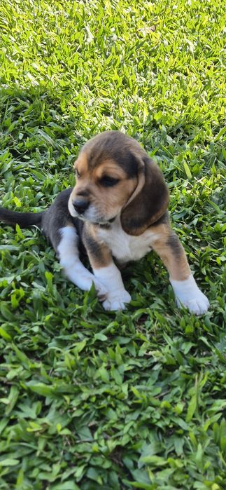 Beagle Tricolor Macho
