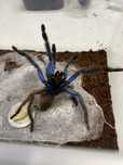 Chilobrachys sp Tropical blue ptasznik pająk samica ADULT