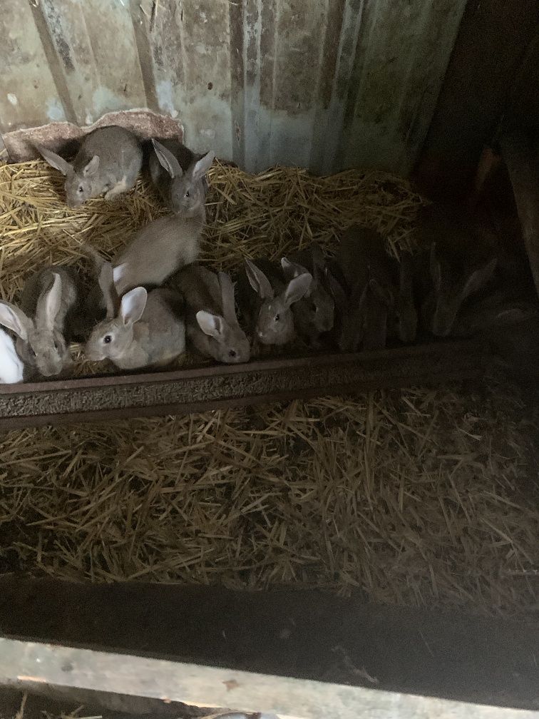 Coelhos  de boa raça