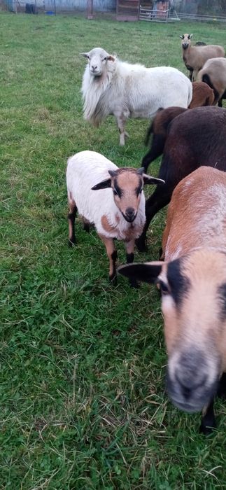 Owce i baranek kameruńskie