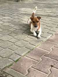Jack Russell Terrier Krótka Nóżka 5,5kg Reproduktor Oferta Krycia