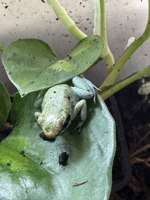 Phyllobates terribilis mint, Liściołaz