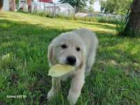 REZERWACJA Golden Retriver Szczeniak Piesek