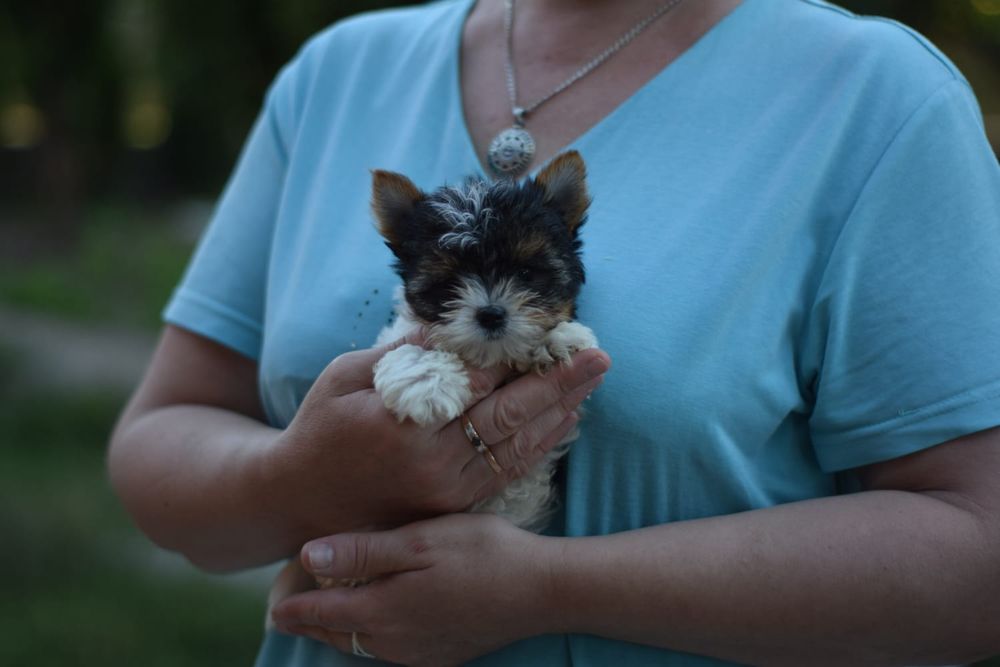 Крихітка дівчинка міні бівер Йорк