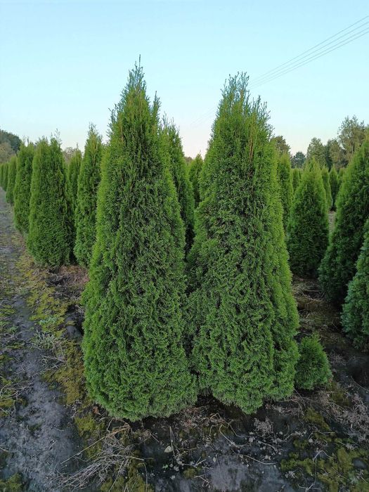 Tuja,Szmaragd,Bonsai,Spirale-P9-P11,60-200cm,prunus,irga