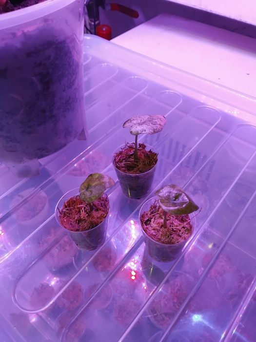 Алоказія macrorrhizos 'Splash'