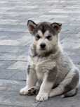 Alaskan Malamute Suczka FCI Metryka,Rodowód