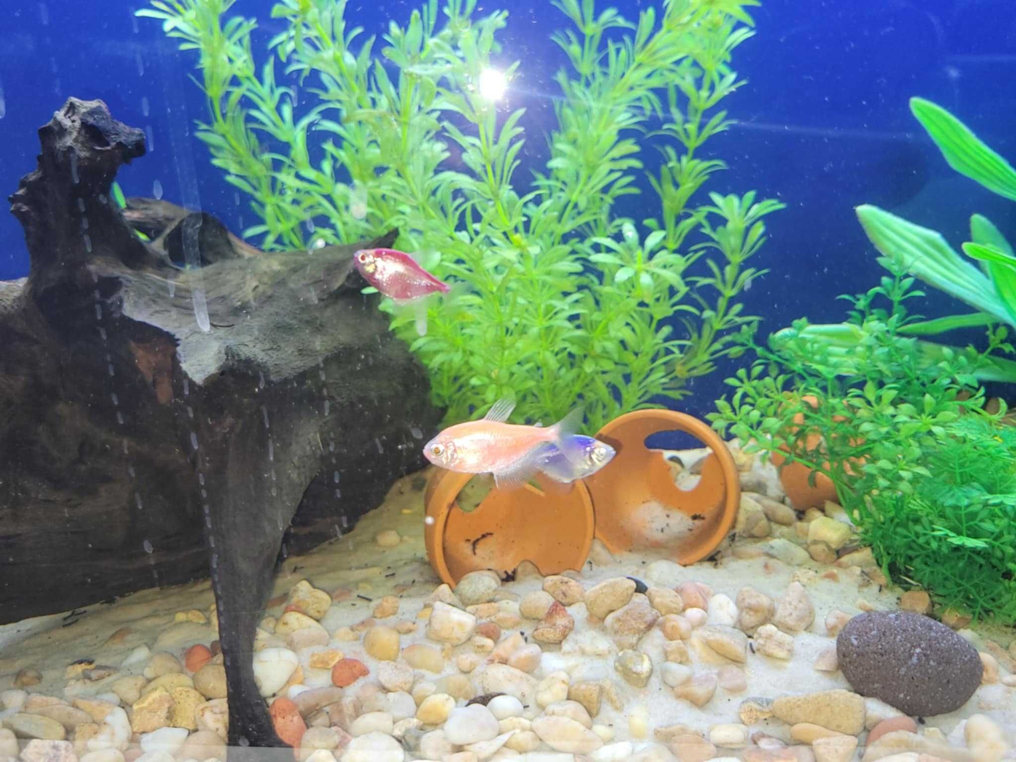 Oddam akwarium razem z rybami