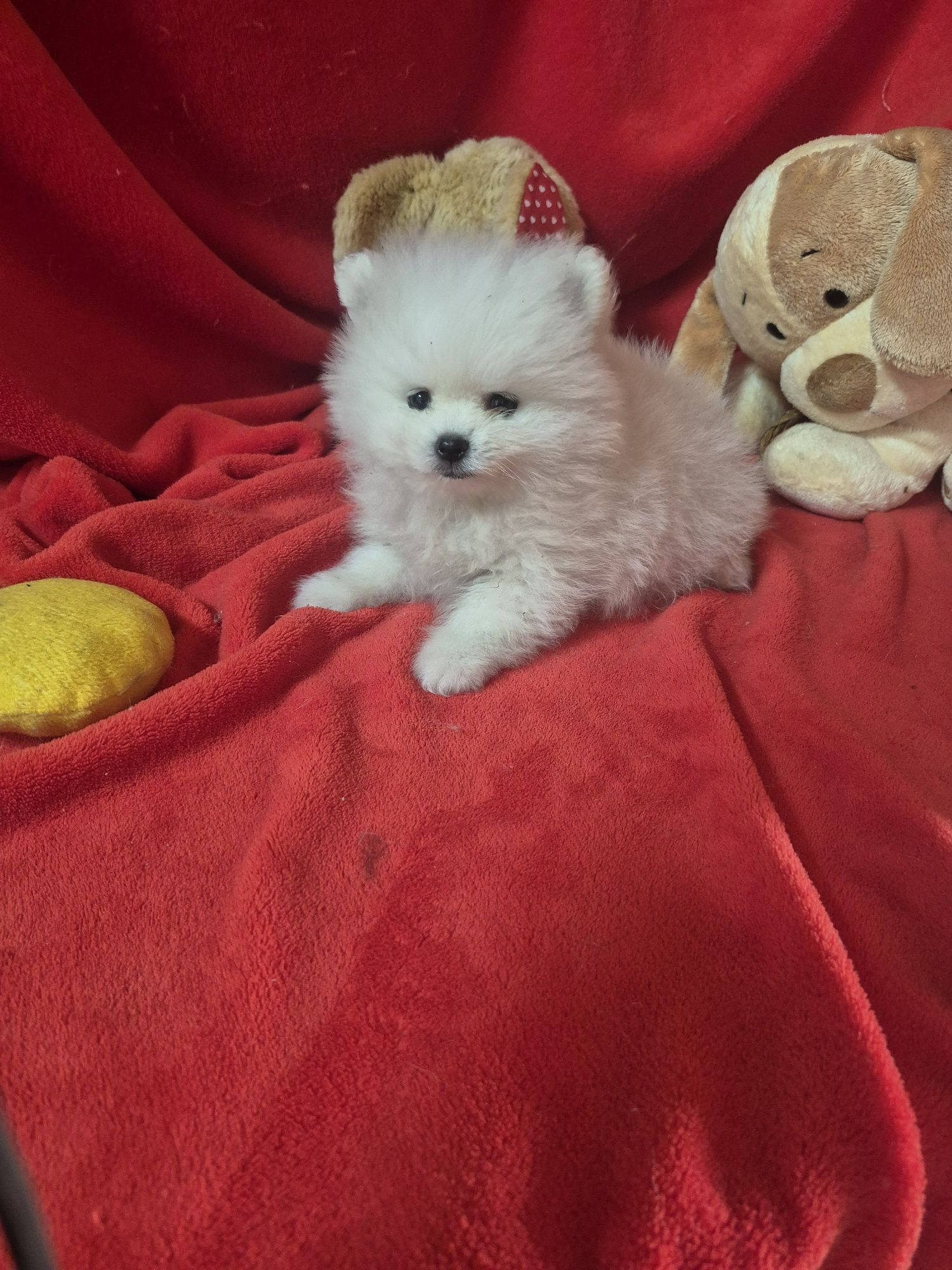 Spitz Alemão Anão  Mini Com LOP e Afixo Criadora Registada PT 308