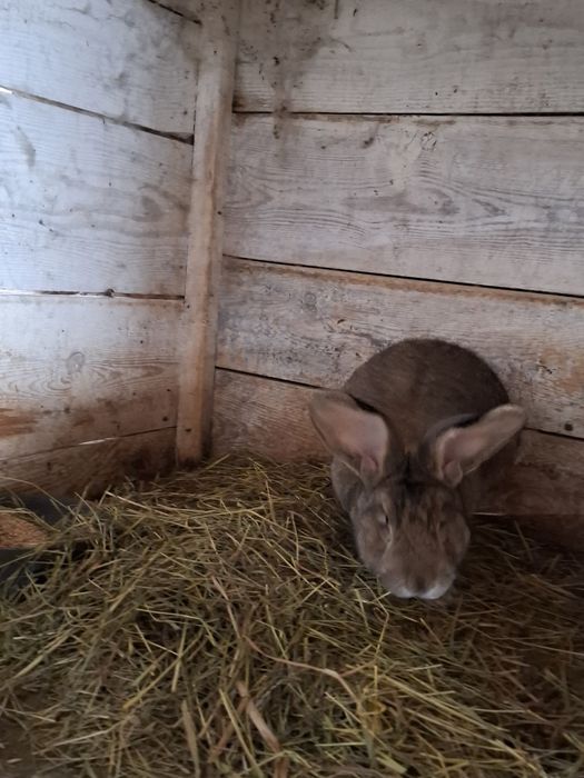 Króliki olbrzym belgijski kalifornijskie