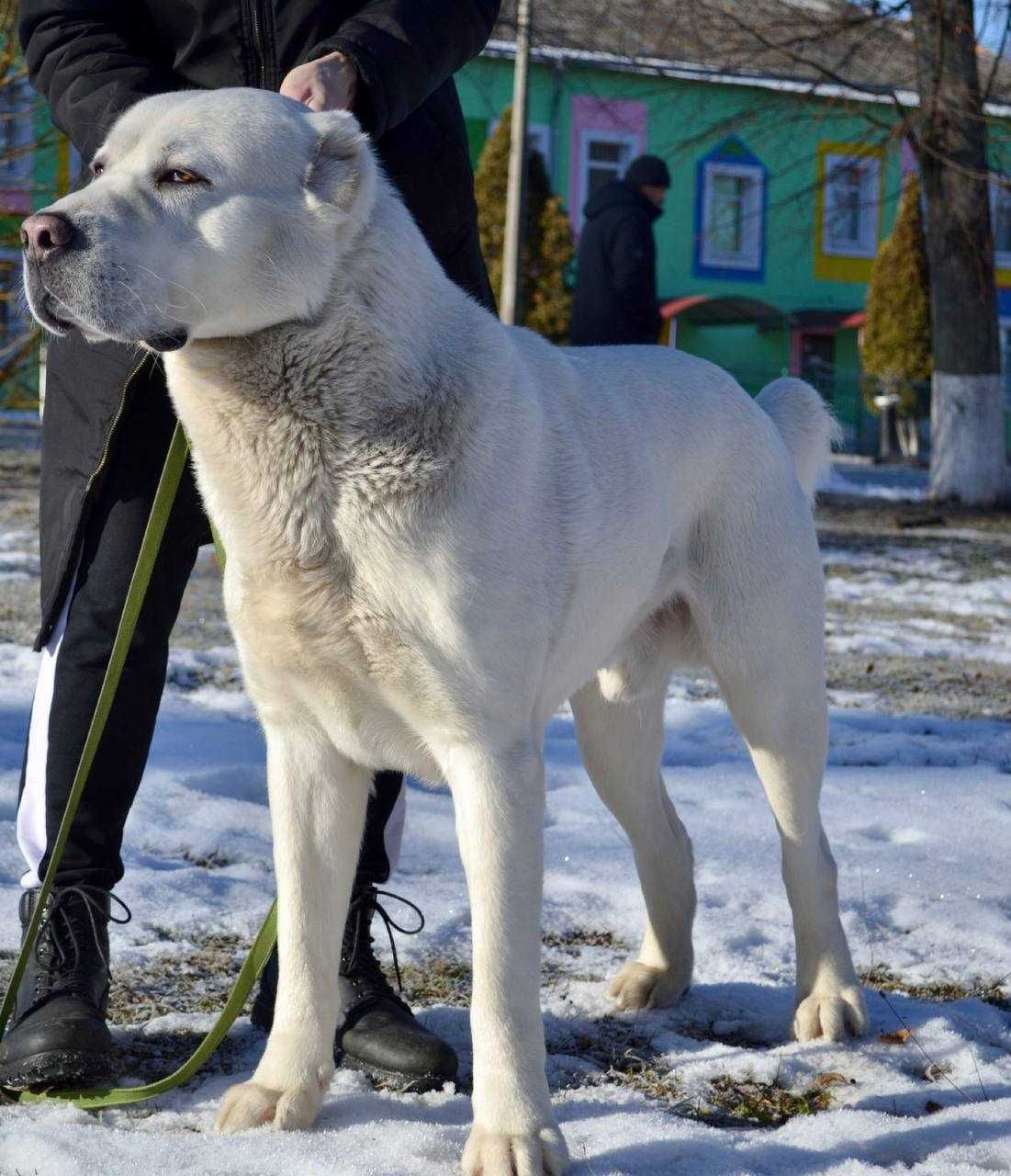 САО для вязки, кобель, алабай, чемпион Украины