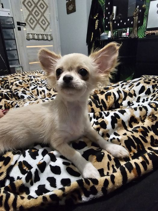 Sliczny kremowy chihuahua dlugowlosy jak lisek