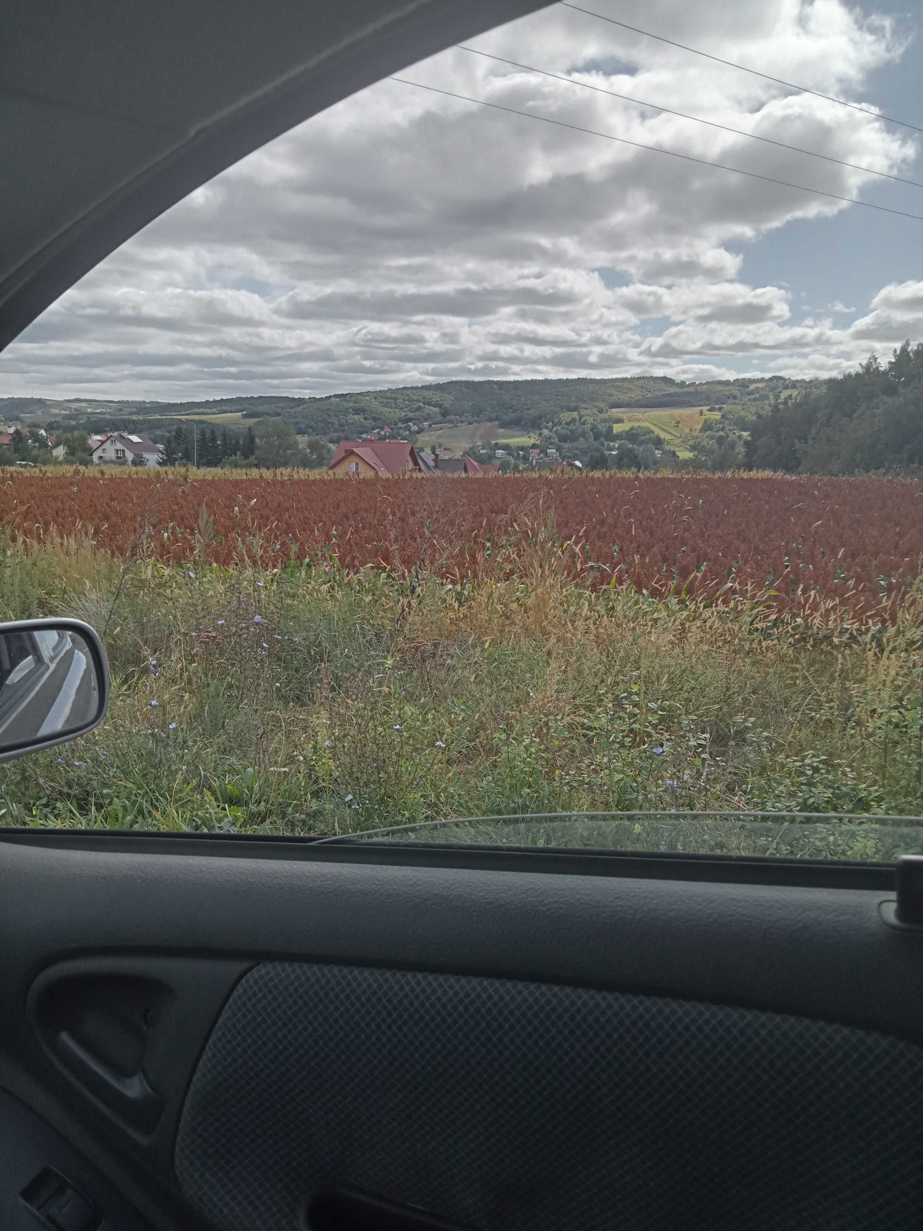 Sorgo dla ptaków