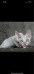 Niesamowity kocur rasy Devon Rex