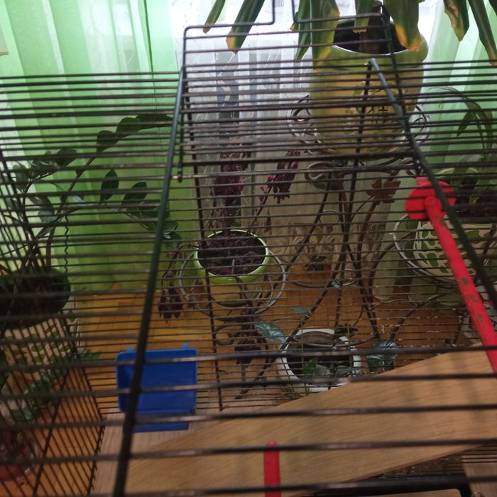 Клітка для папугая