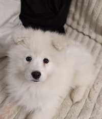 Piękna suczka samoyed