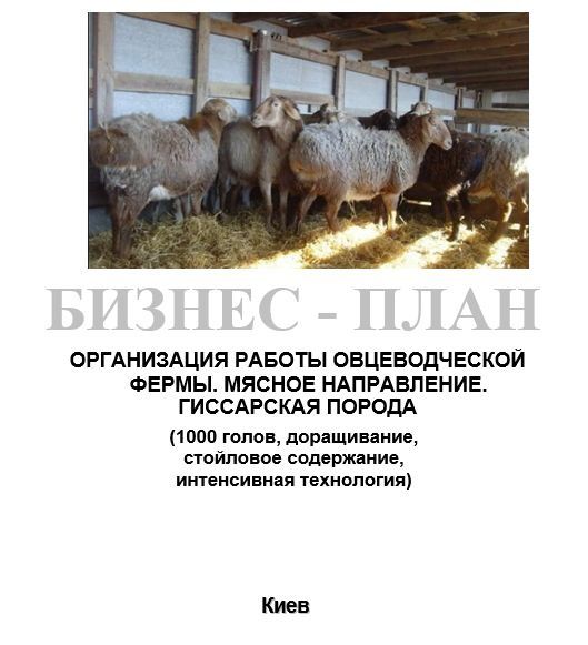 Бизнес-план ТЭО Овцеводство Баран Дорпер гиссарская романовская породы