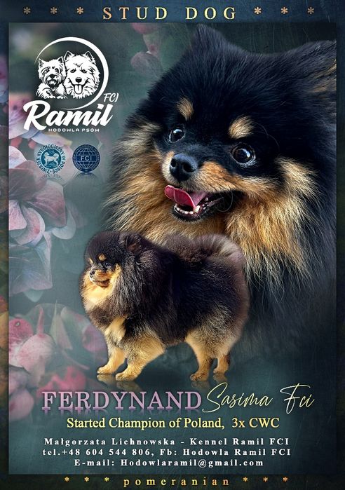 Pomeranian szpic miniaturowy zkwp FCI