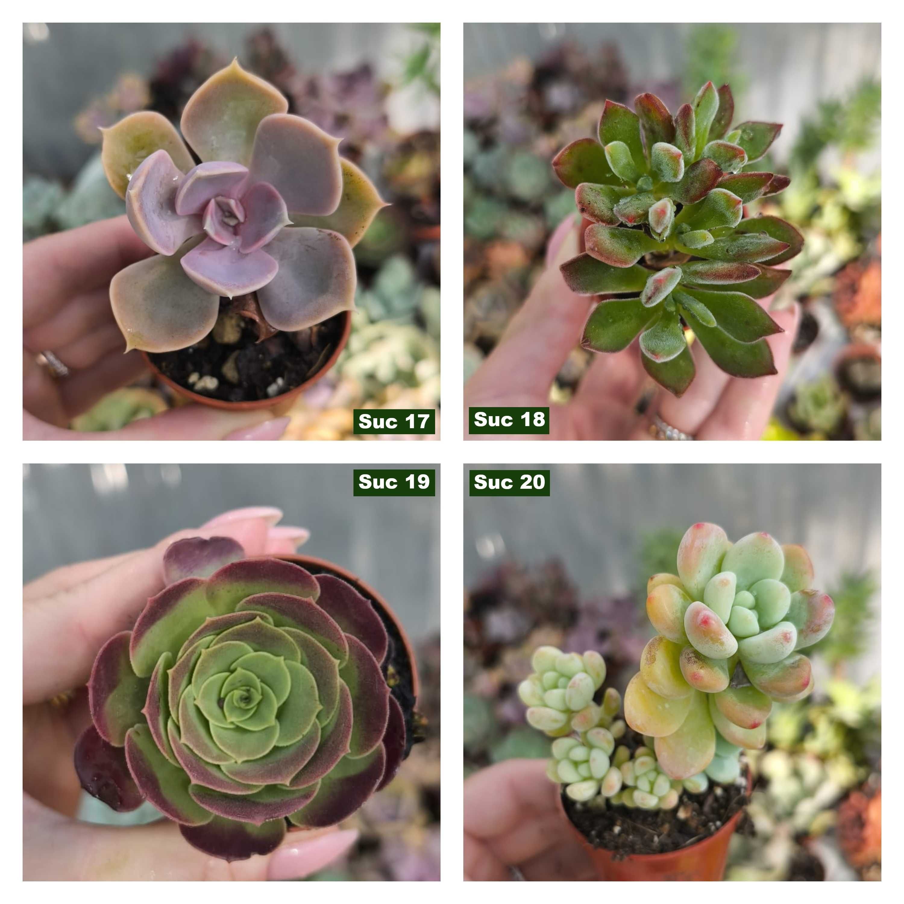 Suculentas: aeoniums, echeverias etc