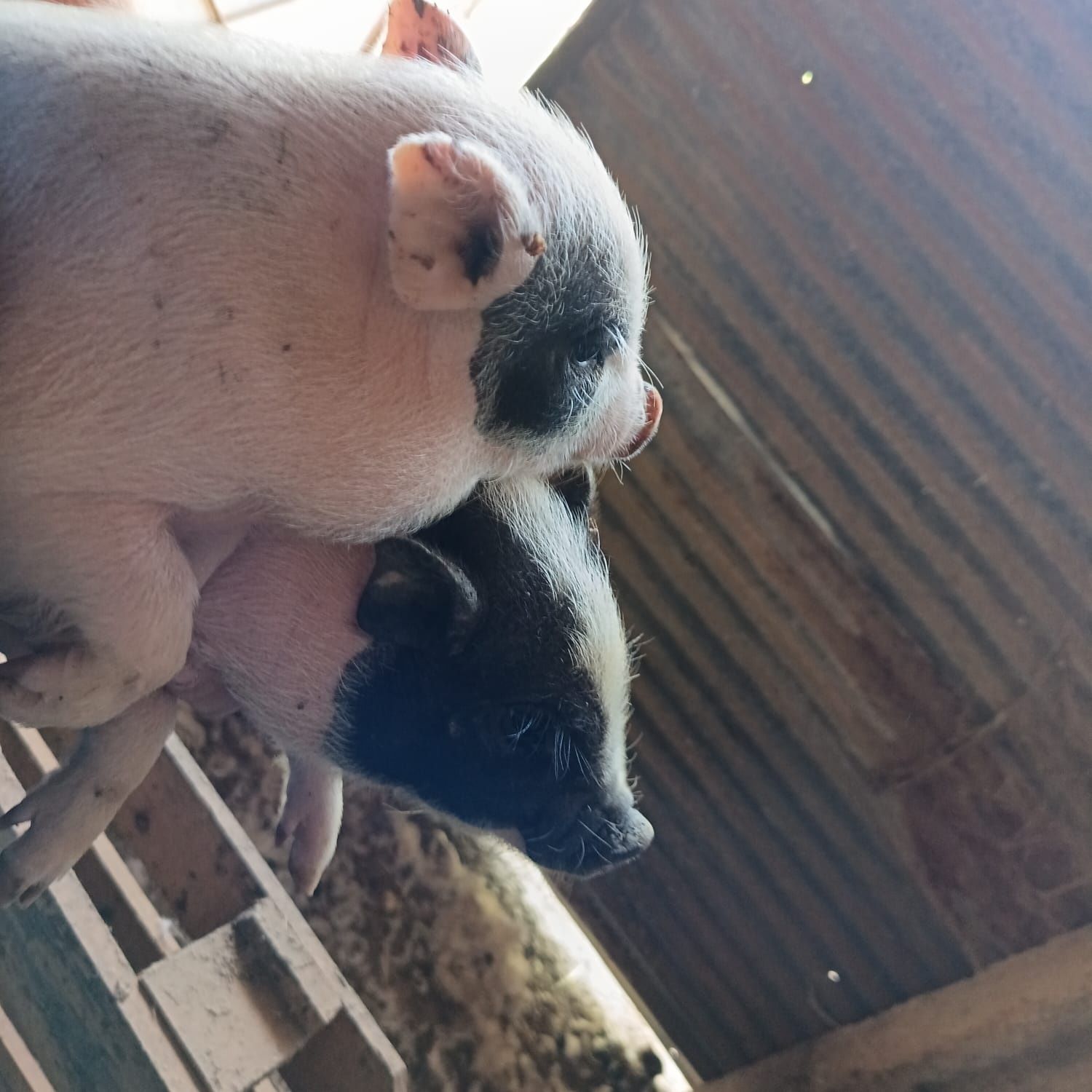 Porcos Vietnamitas / Anões / Minipig (Machos e Fêmeas)