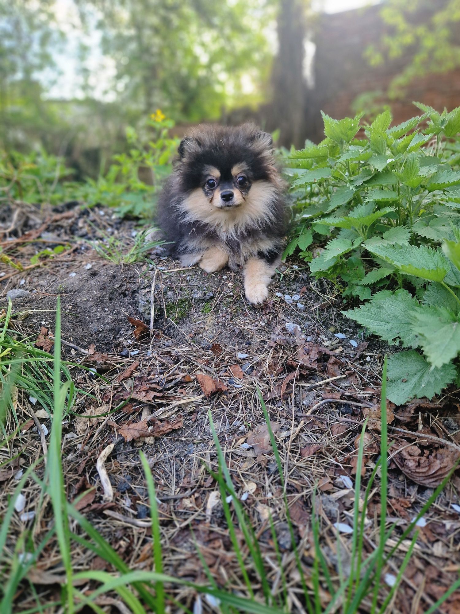 pomeranian cudowna maleńka księżniczka