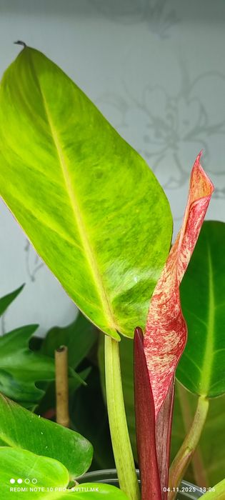 Філодендрон Карло і  принц гелексі марбл