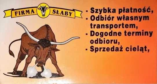 Skup bydła, byki mięsne, jałówki mięsne, krowy KĘPNO