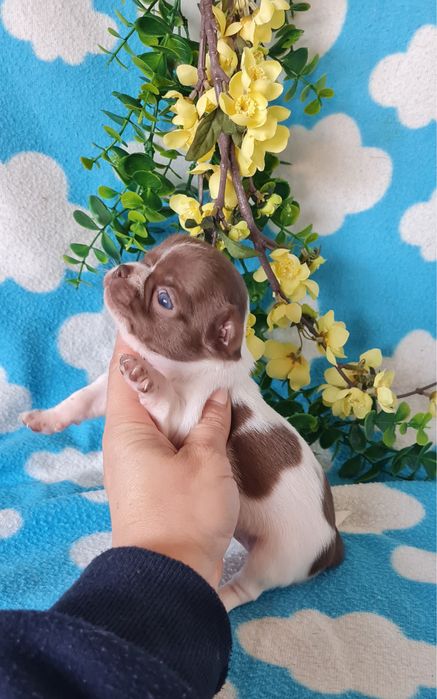 Excelente menina superMini Chihuahua/Chiuaua LinhagemRussa de Qualidad