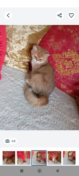 Kotek .Brytyjska złota szynszyla w kolorze ny11