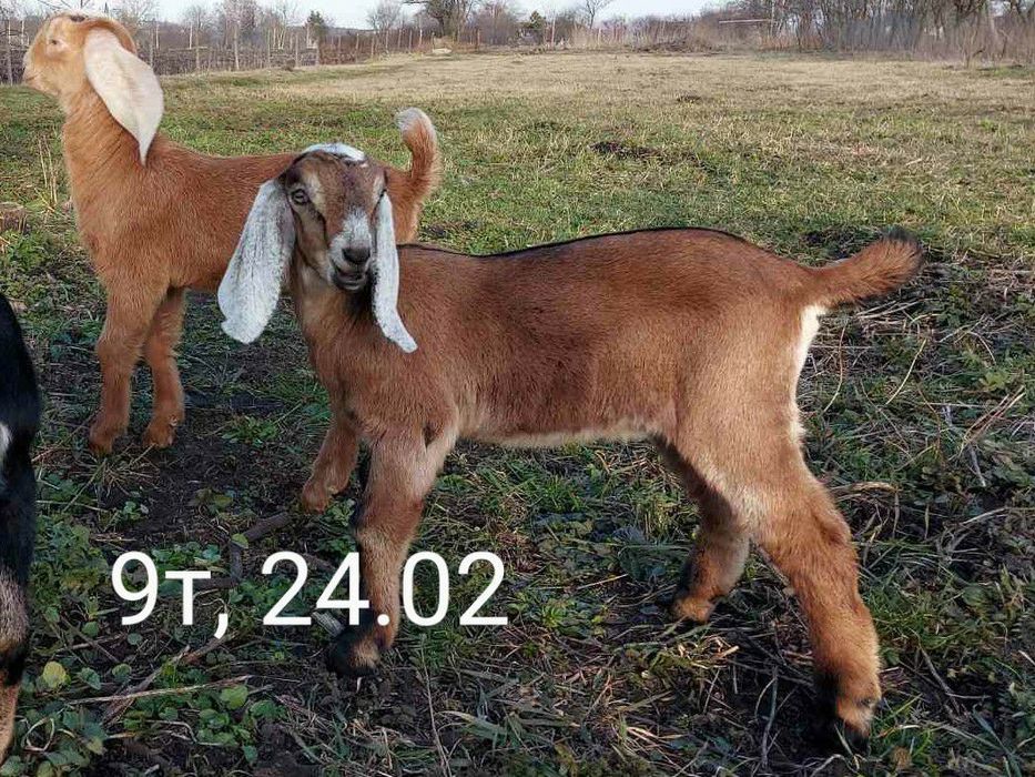 100% НУБІЙСЬКІ козенята