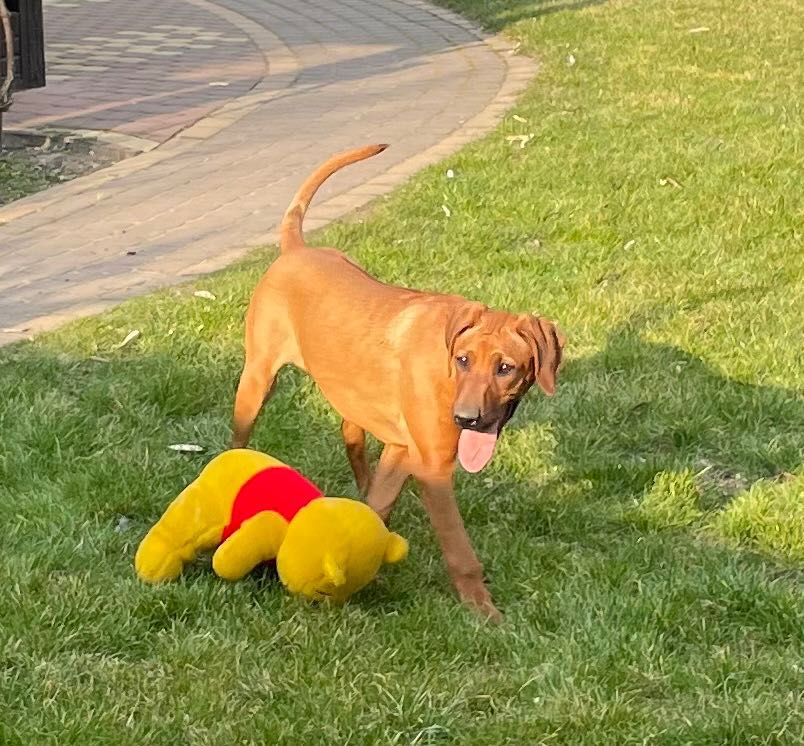 Rhodesian Ridgeback HELA dziewczynka po Championach z dokumentami ZKwP