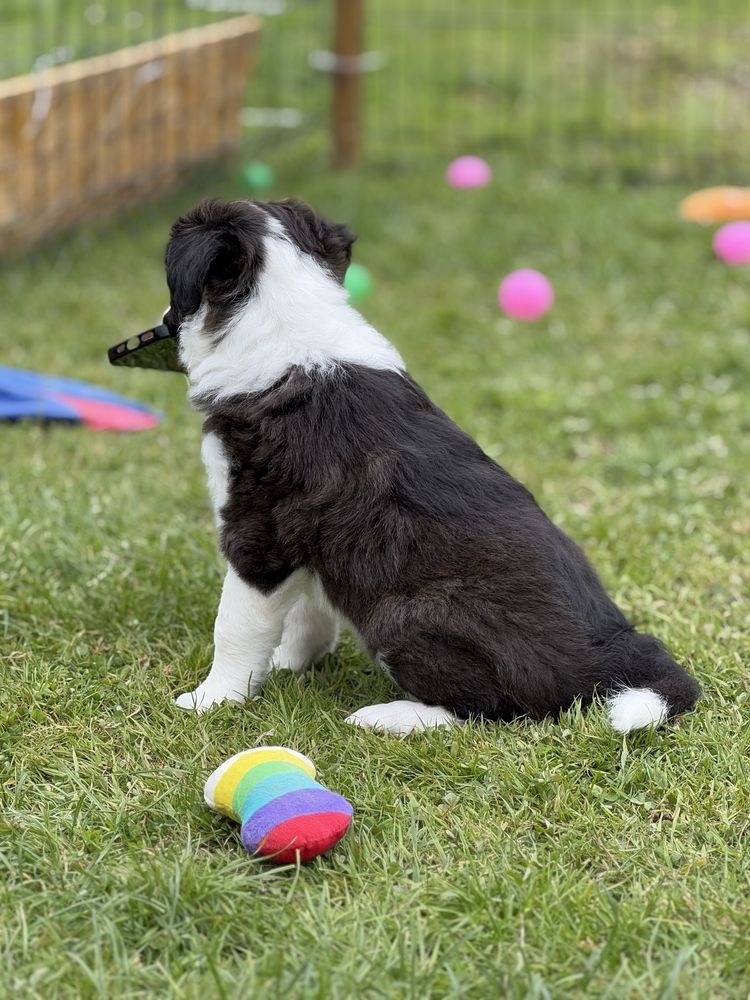 Border Collie  foczo biała ZKwP / FCI