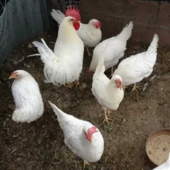 Jaja lęgowe od LEGHORN. Jaja lęgowe MIX