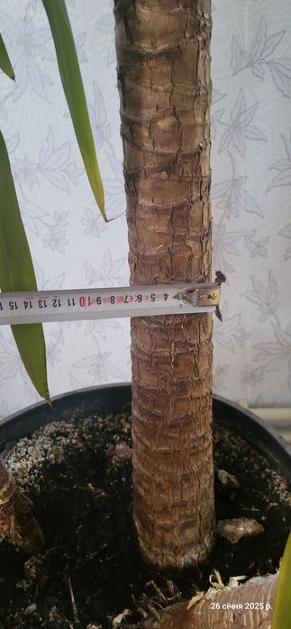Вазонок пальма  юка гіганська