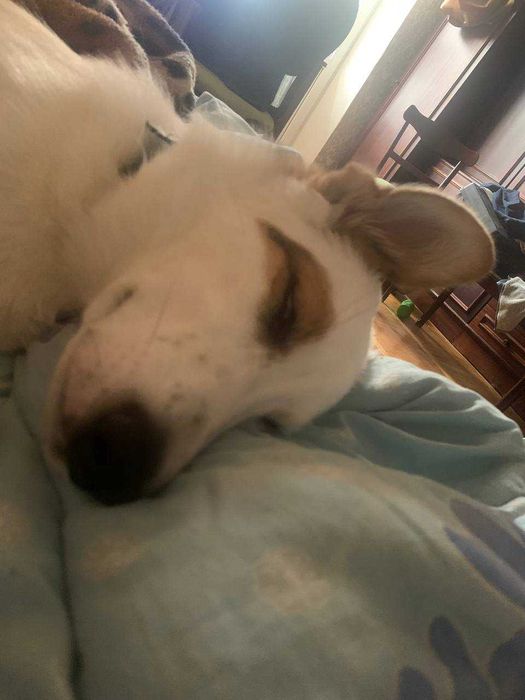 Собака у добрі руки