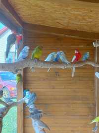 Papugi faliste pary likwidacja hodowli