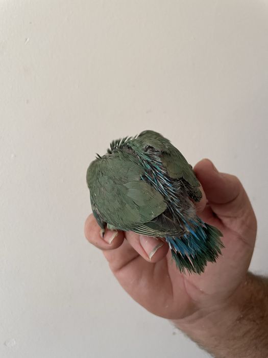 Agrapornis para acabar de criar à mão