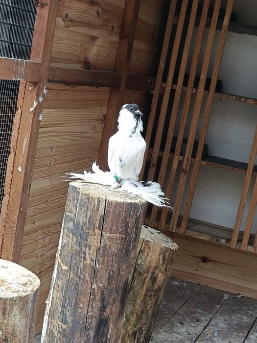 Murzyny szmaklandzkie 24 sztuki