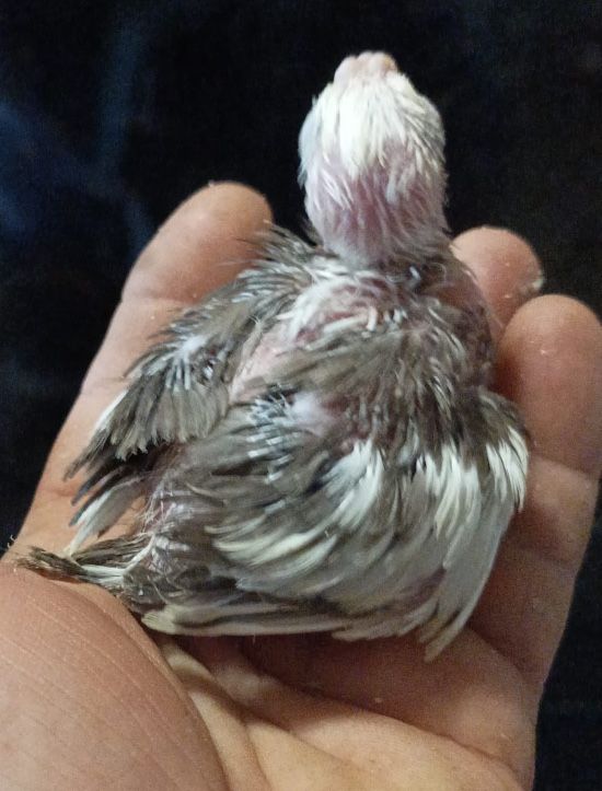 Caturras para criar à mão