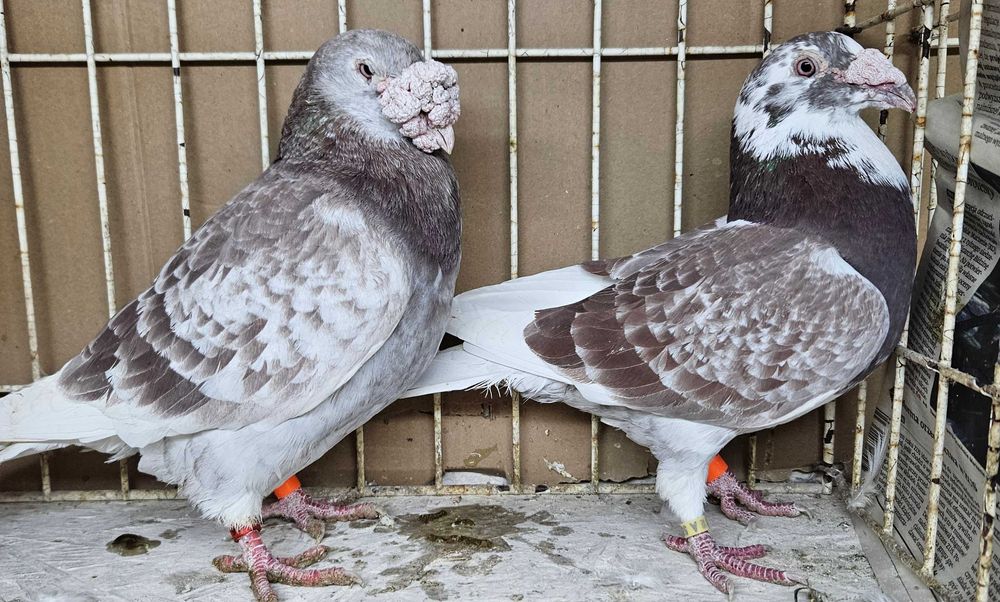 gołębie staropolskie sprzedam