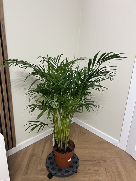 Пальма Дипсис Арека 120 см