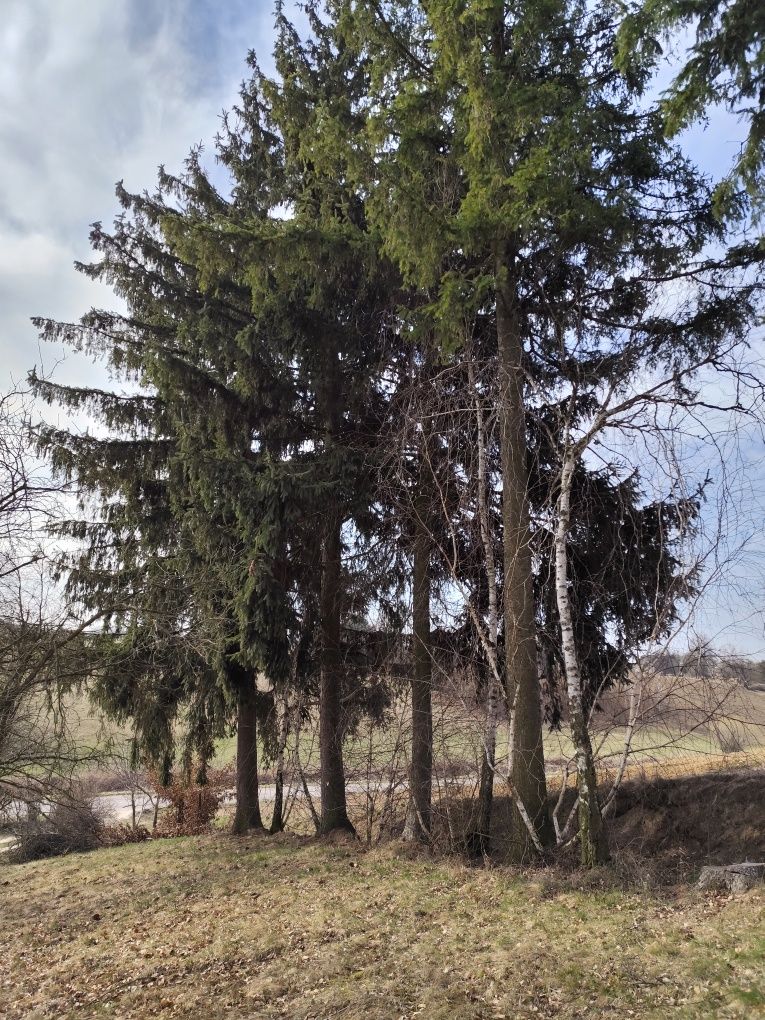 Sprzedam kłodę świerka,modrzew