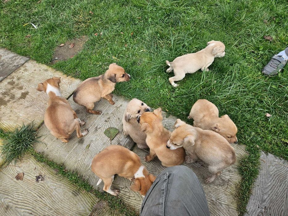 Oddam pieski za darmo