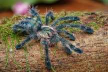 Ptaszniki ybyrapora diversipes L4