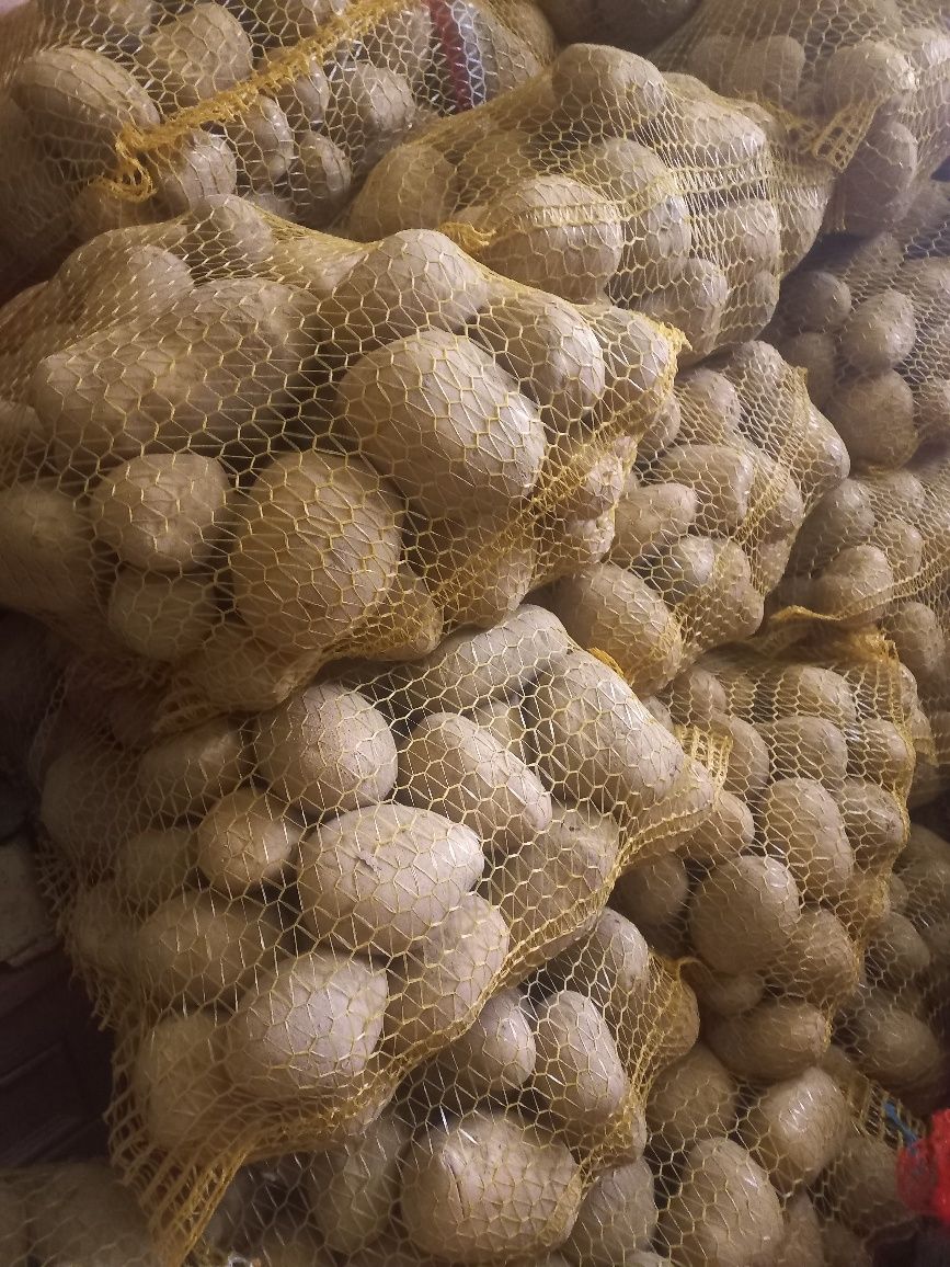 Ziemniaki jadalne soraja soyara sadzeniaki i paszowe