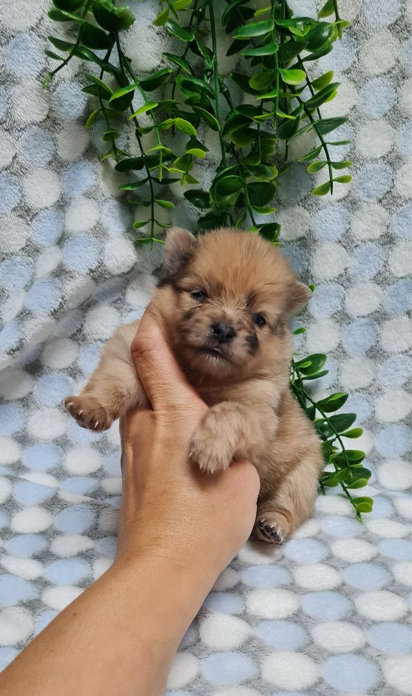Excelente mini menina Lulu da Pomerania/Spitz Alemão Anão de Qualidade