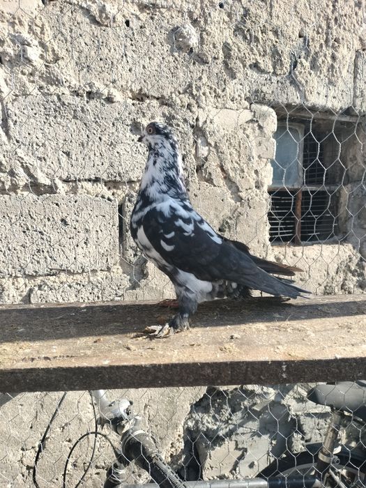 Witam mam do sprzedania gołębie