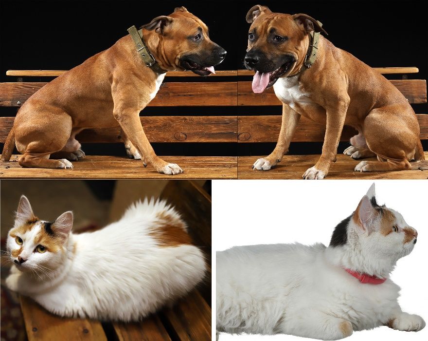 Передержка животных - домашняя гостиница для кошек и собак